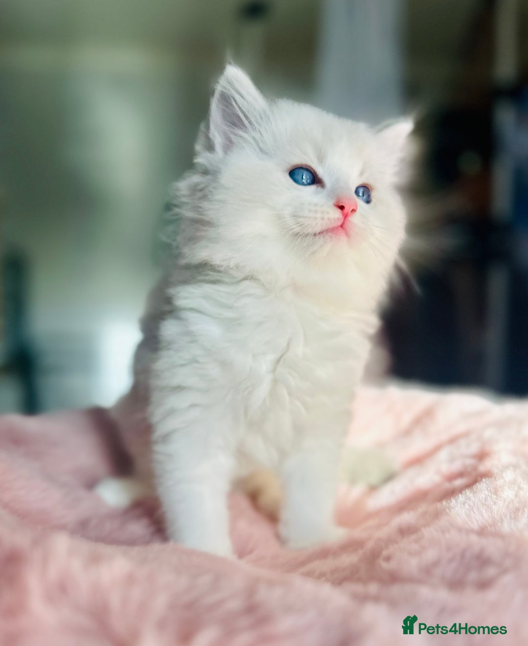 Ragdoll cats for sale: DNA Tested Charming Ragdoll Kittens - Advert 7