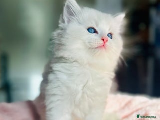 Ragdoll cats Ready to go!!! DNA Tested Charming Ragdoll Kittens - Advert 11