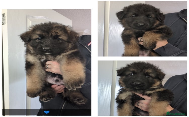 German Shepherd dogs - Advert 2
