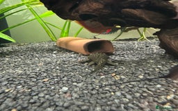 Plecos fish for sale: Baby mollies - Image 4