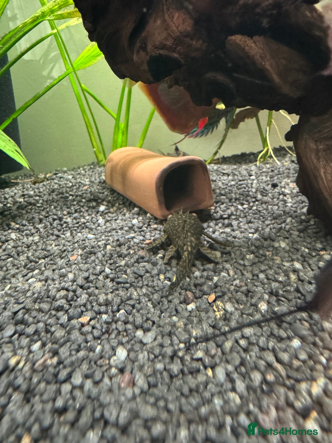 Plecos fish for sale: Baby mollies - Image 4