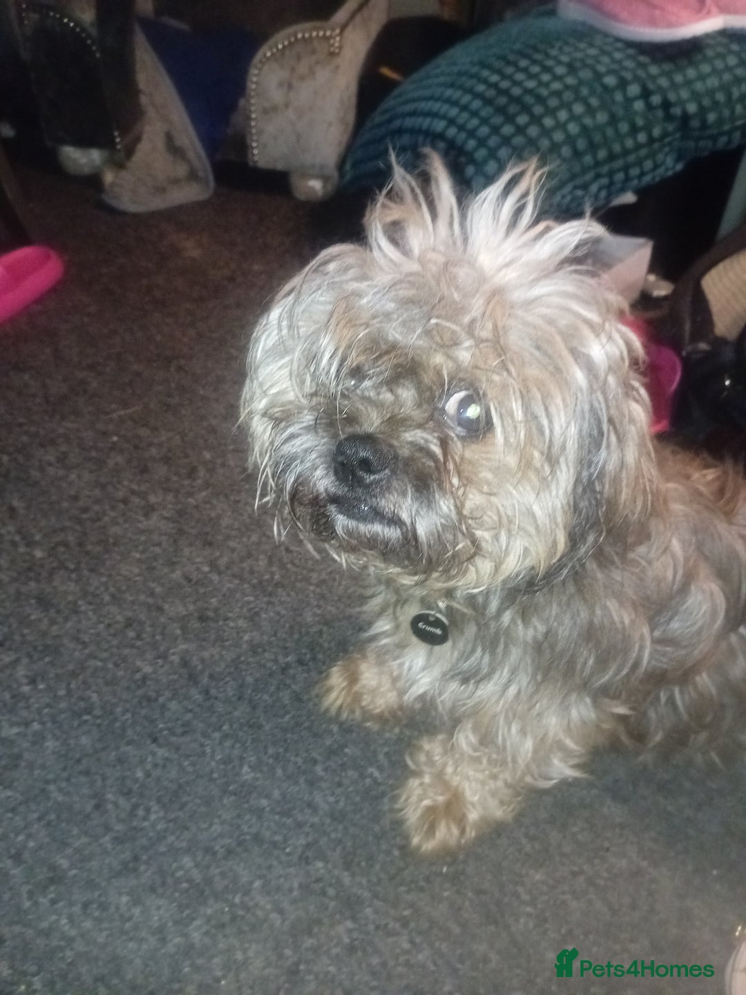 Mixed Breed dogs for sale: Shih Tzu Cross - Image 3