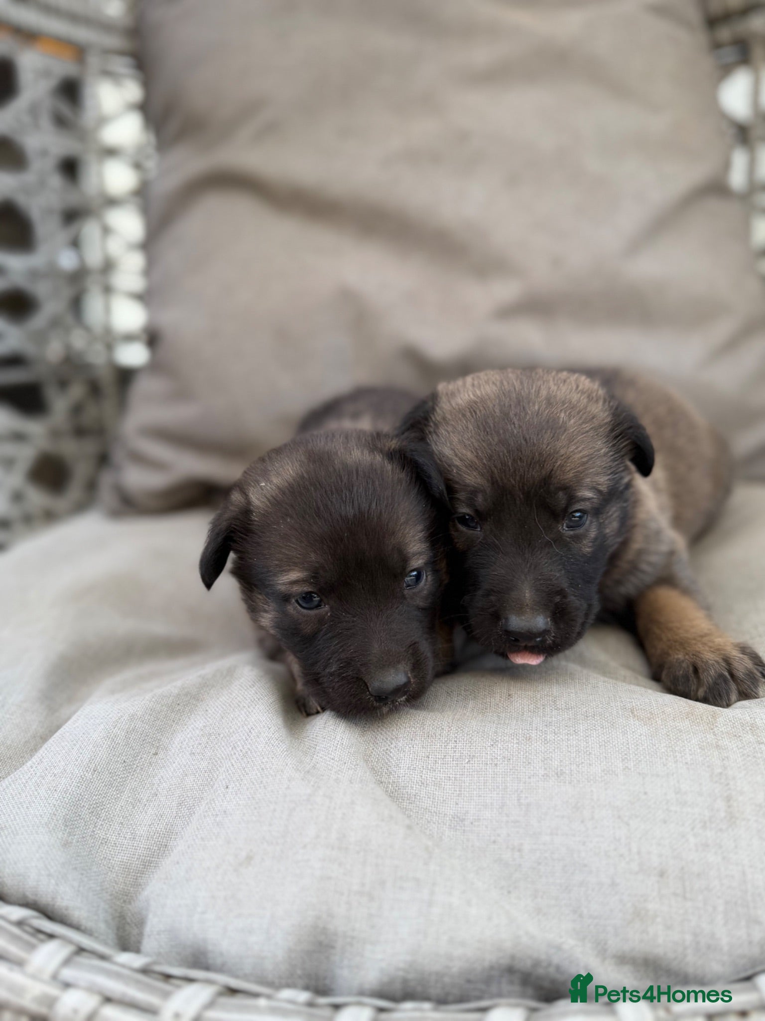 Mixed Breed dogs Caucasian cross German shepherd puppies  - Advert 15