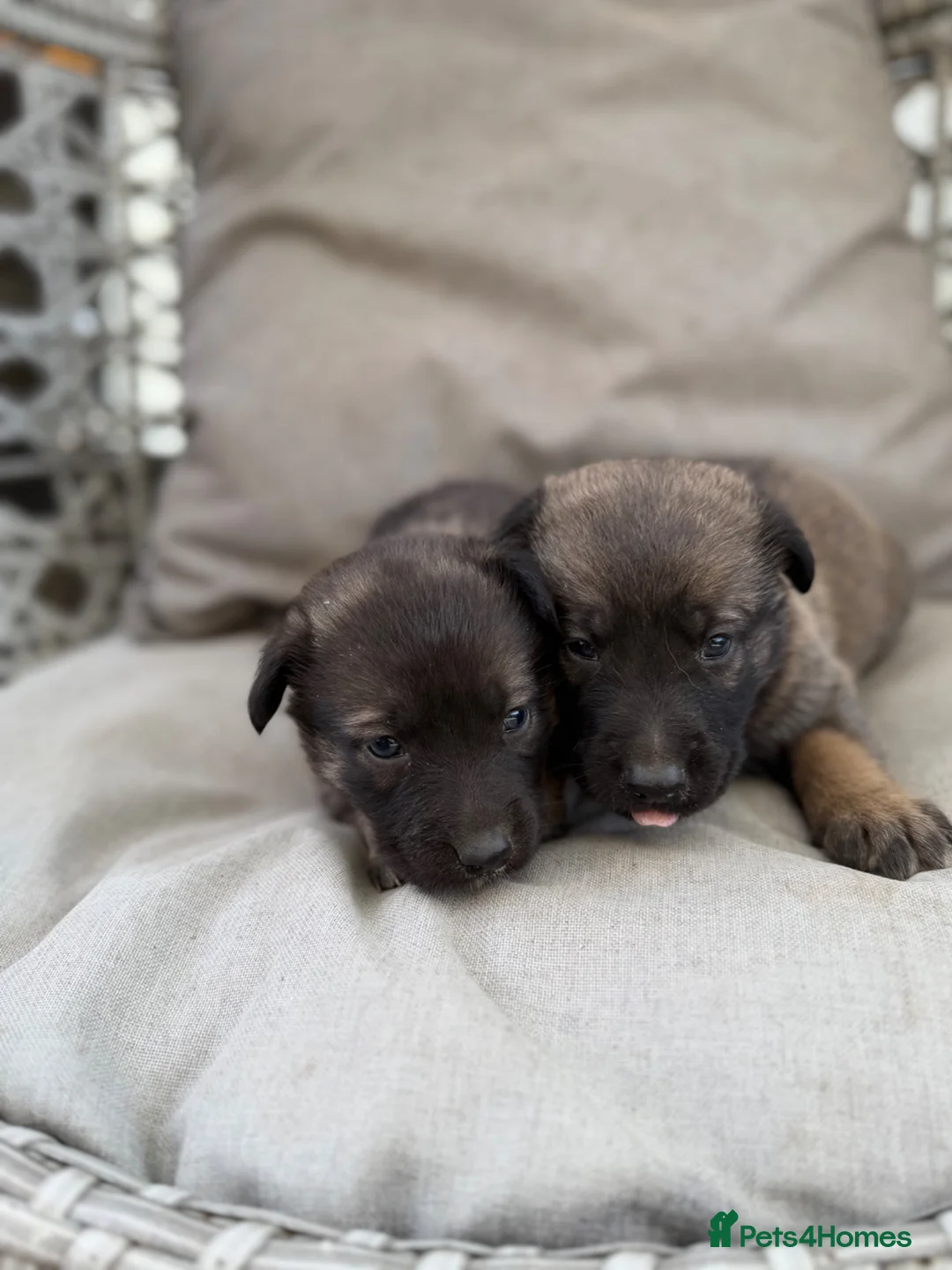 Mixed Breed dogs for sale: Caucasian cross German shepherd puppies  - Advert 1