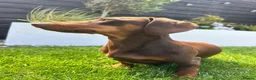 Dachshund dogs for stud: Ralph Chocolate Tan Miniature Dachshund for Stud  - Advert 6