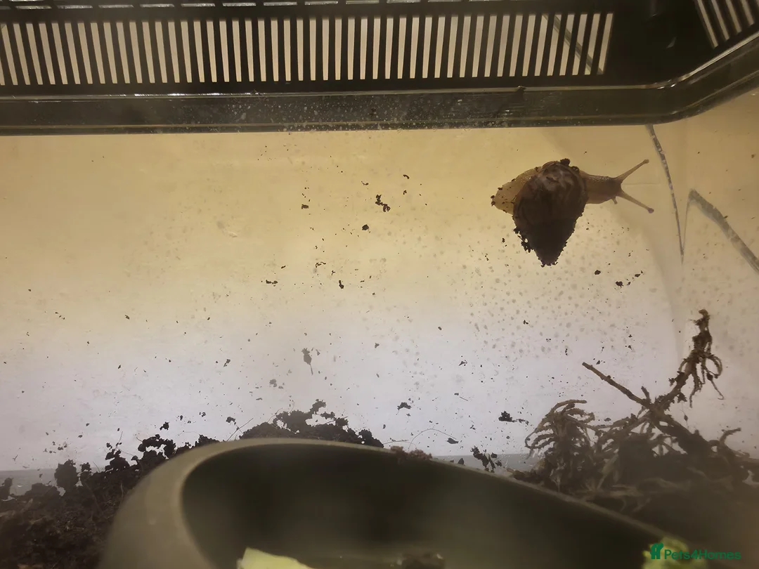 Snails invertebrates for sale: 2 x Giant African Land snail babies in Bristol - Advert 3