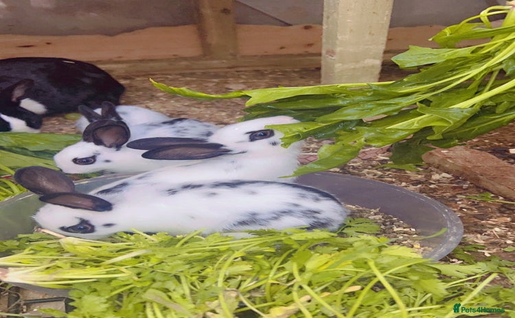 English Spot rabbits - Advert 5