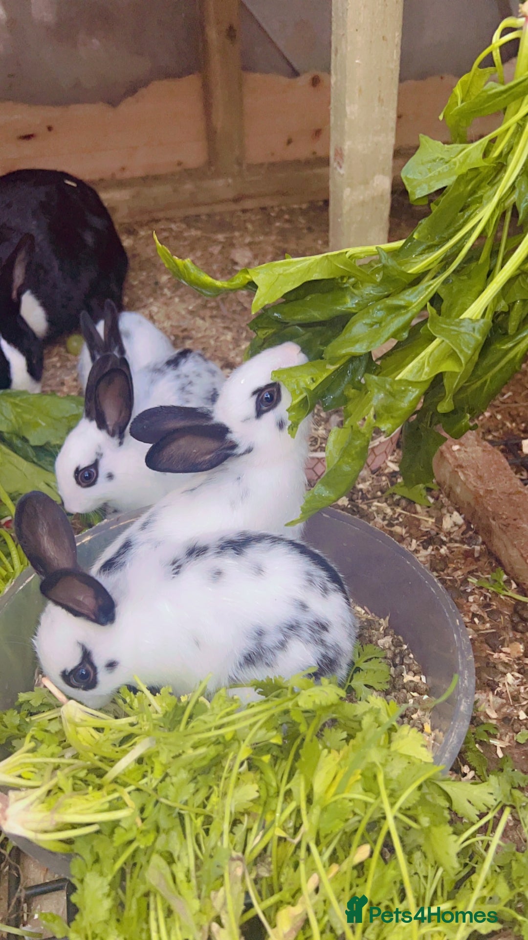 English Spot rabbits for sale: 6 Beautiful baby Rabbits for Sale - Image 1