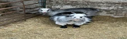 Goats livestock for sale: Pygmy Goats For Sale in Welshpool - Advert 8