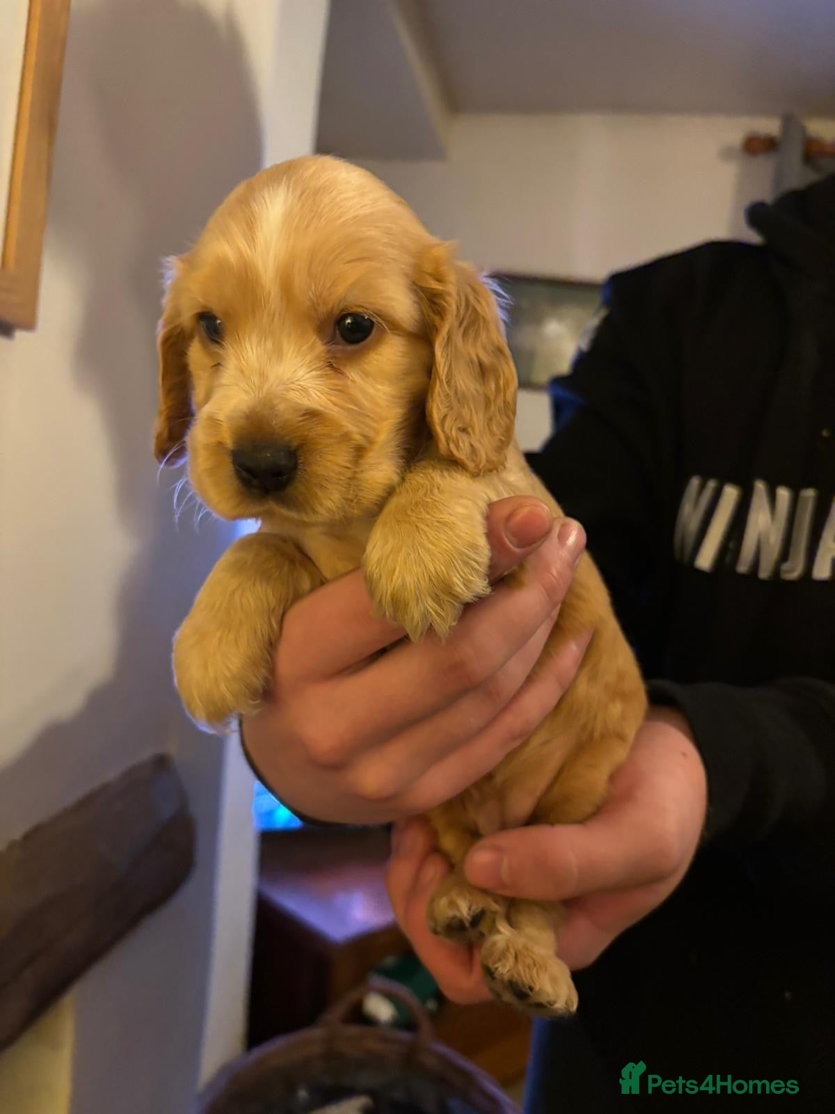 Cocker Spaniel dogs Stunning kc reg show cockers fully health tested  - Advert 5