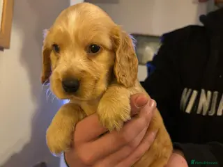 Cocker Spaniel dogs Stunning kc reg show cockers fully health tested - Advert 5