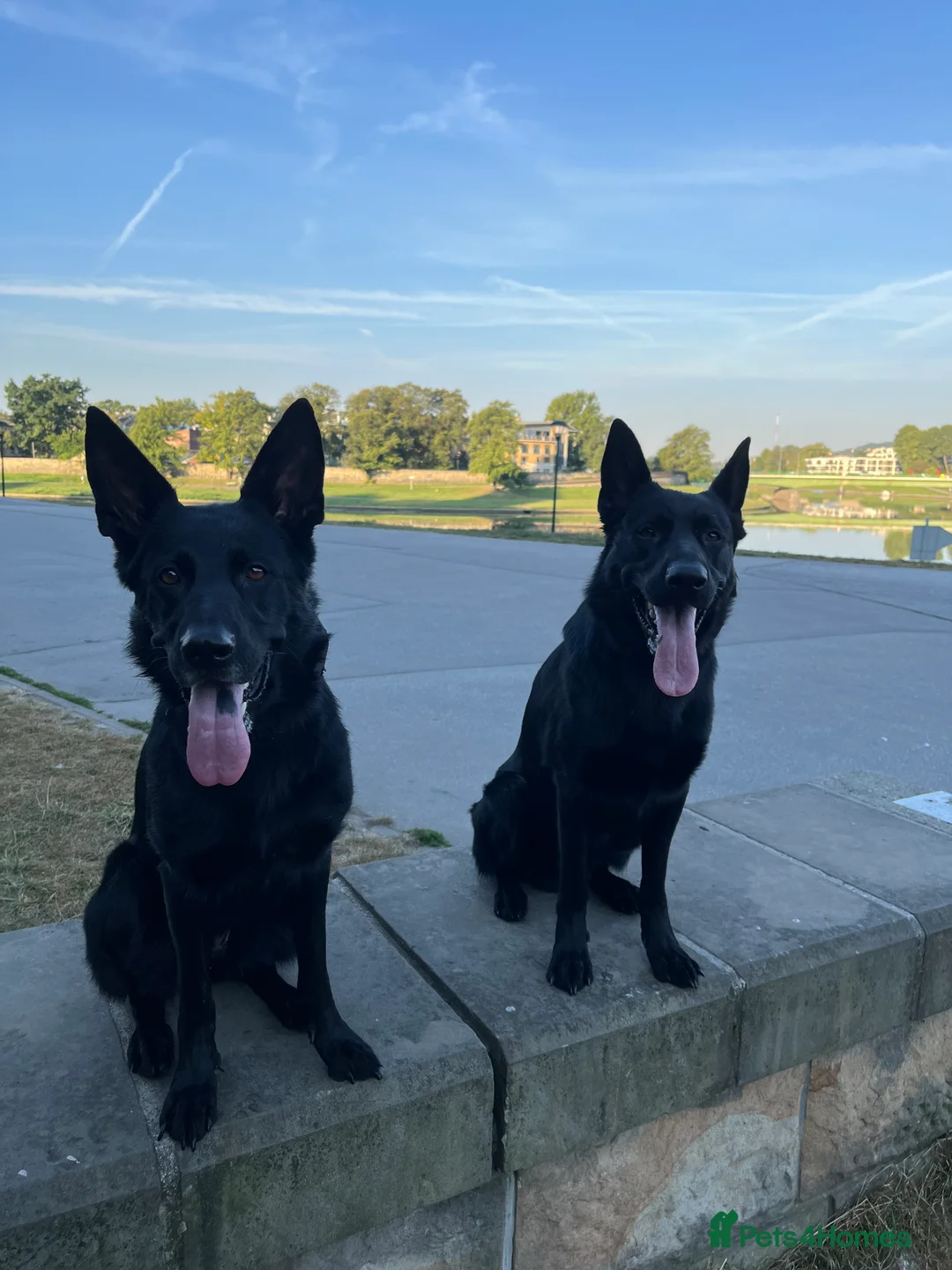 German Shepherd dogs for sale: Solid black German Shepard for sale  - Advert 6