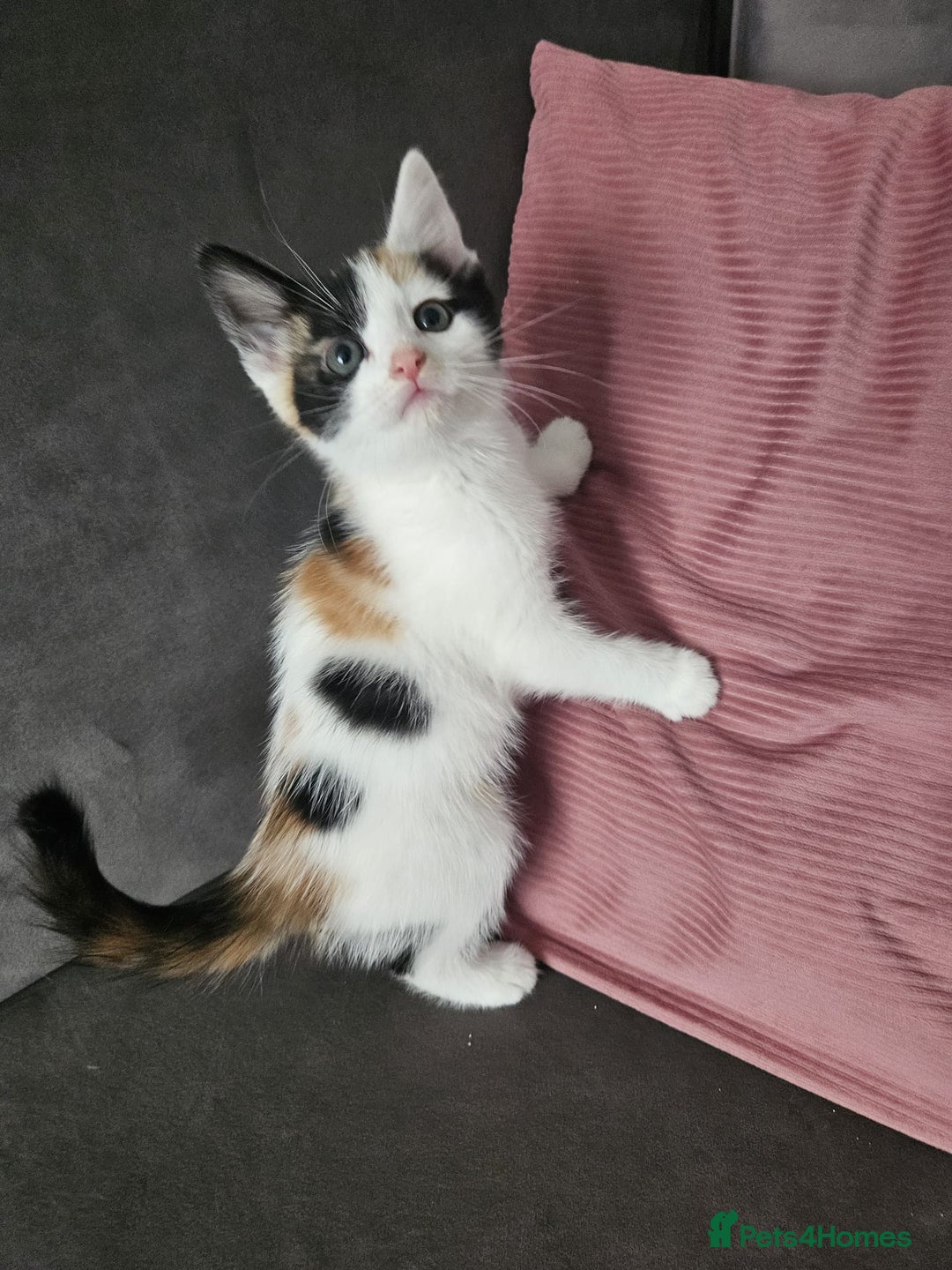 Mixed Breed cats for sale: 5 beautiful kittens ready for new loving home  - Image 7