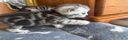 British Shorthair cats for sale: GCCF BSH silver tabby and silver chinchilla girls - Advert 13