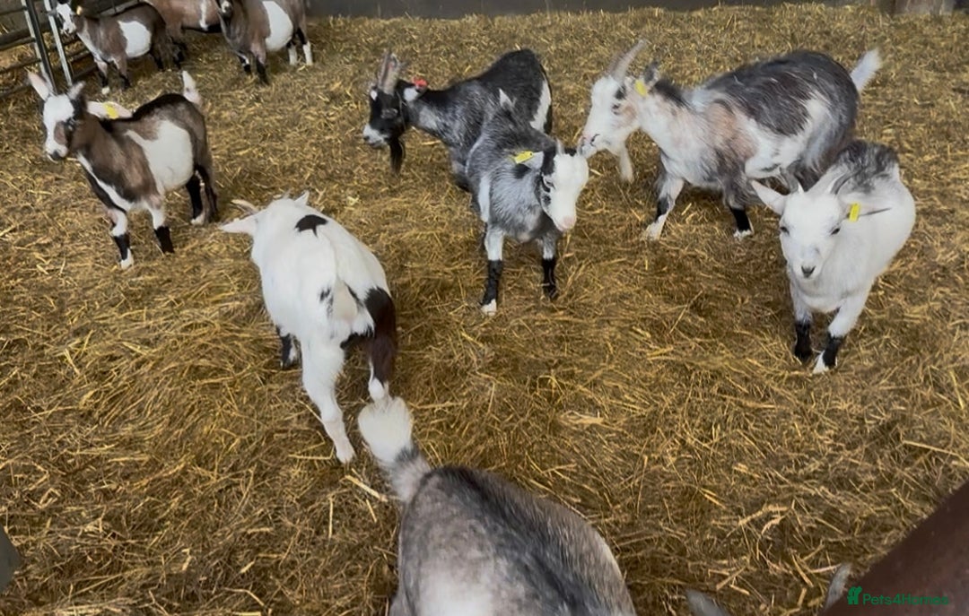 Goats livestock for sale: Hilarious friendly baby Pygmy kids for sale  - Image 7