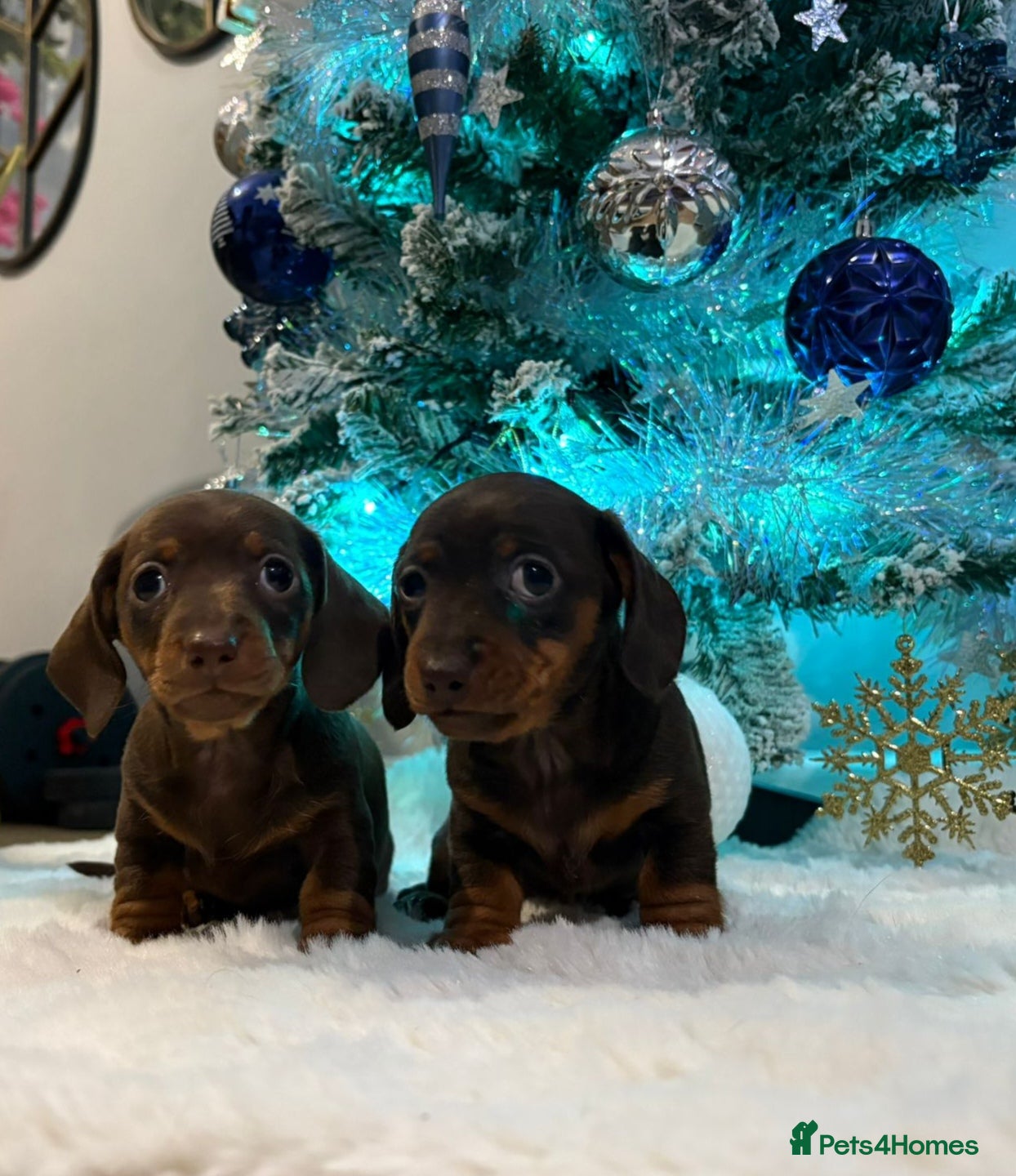 Miniature Dachshund dogs  Miniature Dachshund Puppies – Only 2 Left  - Advert 3