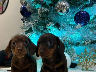 Miniature Dachshund dogs Only 2 Chocolate & Tan Mini Dachshunds Left - Advert 14