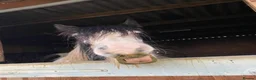 Irish Cob horses for sale: Traditional cob Rosie  in North Walsham - Advert 4