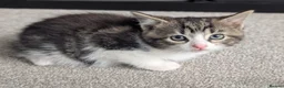 Mixed Breed cats for sale: Scottish straight, turquoise shell adorable 🥰  - Advert 18