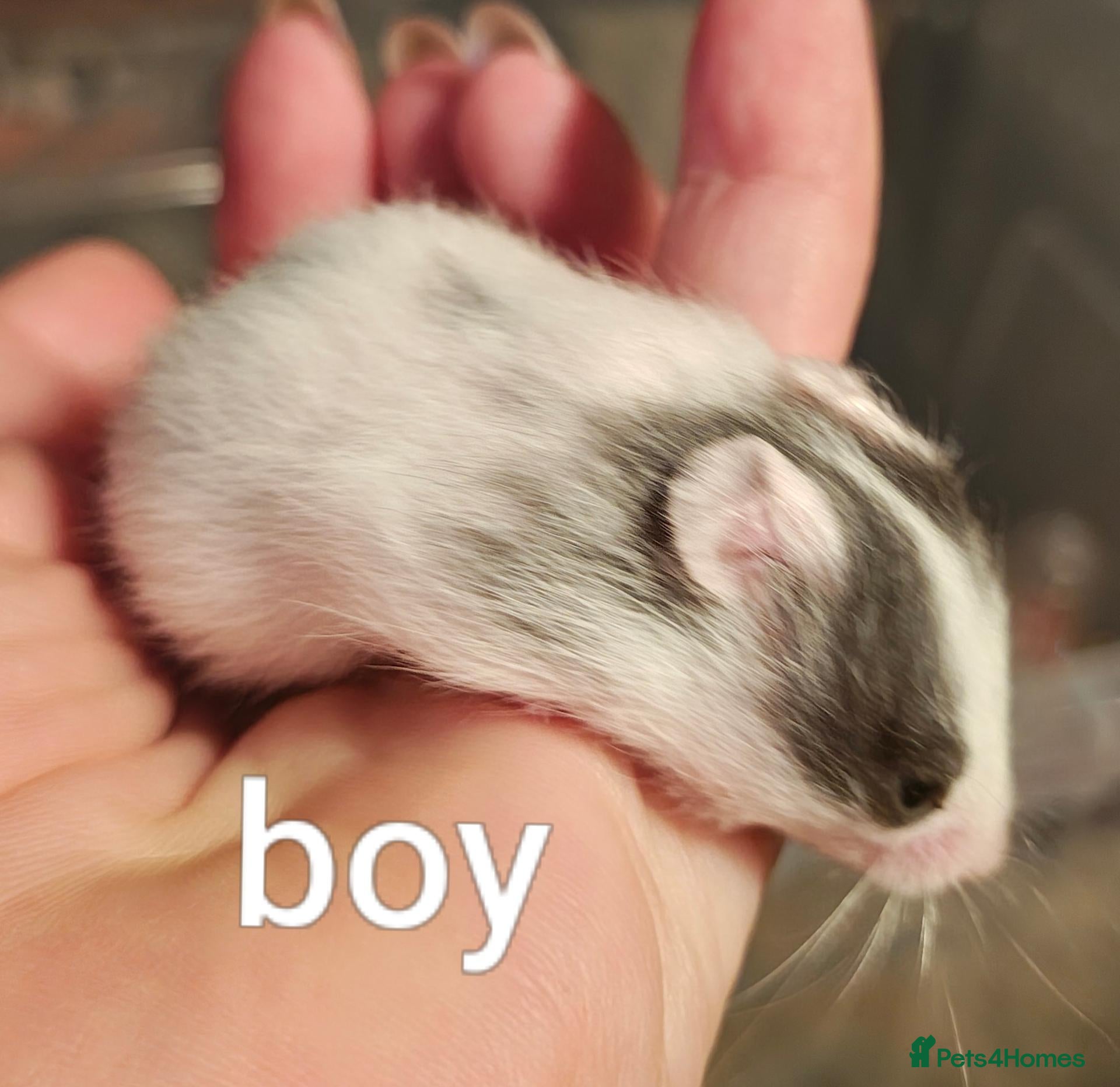 Hamster rodents Baby Syrian Hamsters ready for homes 20th October - Advert 18