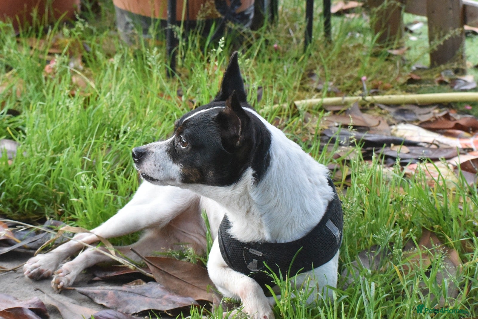 Mixed Breed dogs for adoption: Pipo - Andalusian Terrier in Alfreton - Advert 4