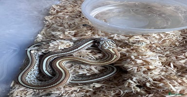 Corn Snake reptiles - Advert 4