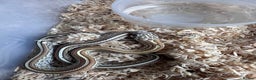 Corn Snake reptiles for sale: Corn snake hatchlings cb25 corn snakes  - Advert 3