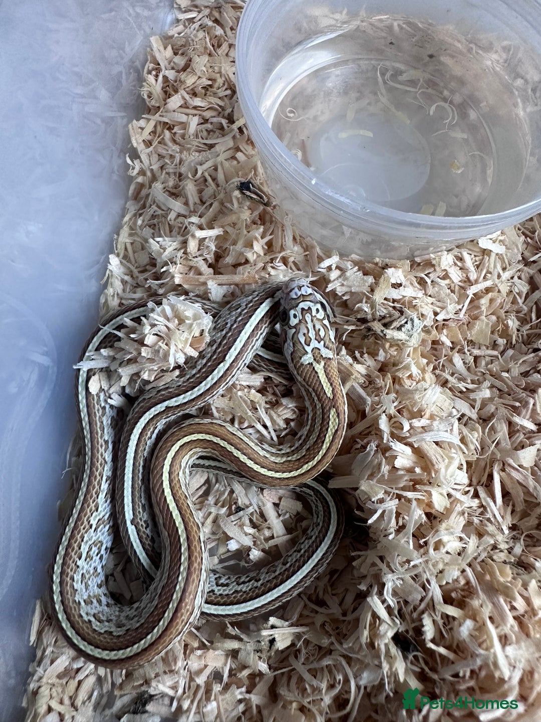Corn Snake reptiles for sale: Corn snakes and leopard geckos babies - Image 5