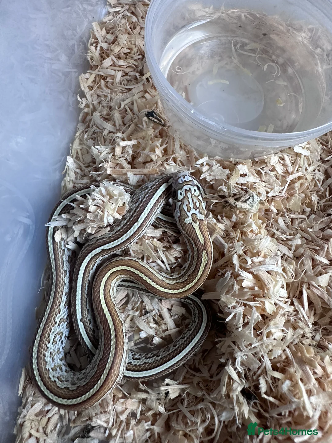 Corn Snake reptiles for sale: Corn snake hatchlings cb25 corn snakes  - Advert 3
