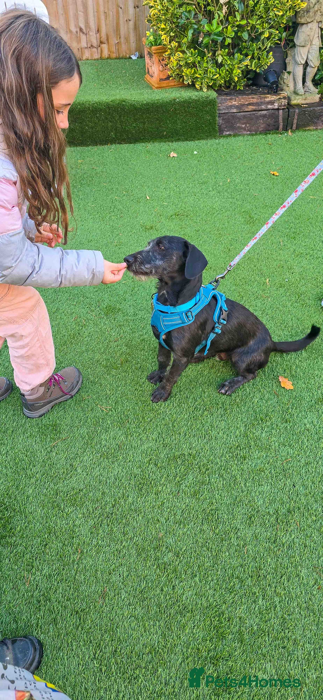 Mixed Breed dogs for adoption: Funny Little Fritz - reserved - Advert 10