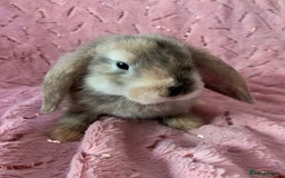 Mini Lop rabbits for sale: 5 beautiful mini lop bunnies for sale - Image 2