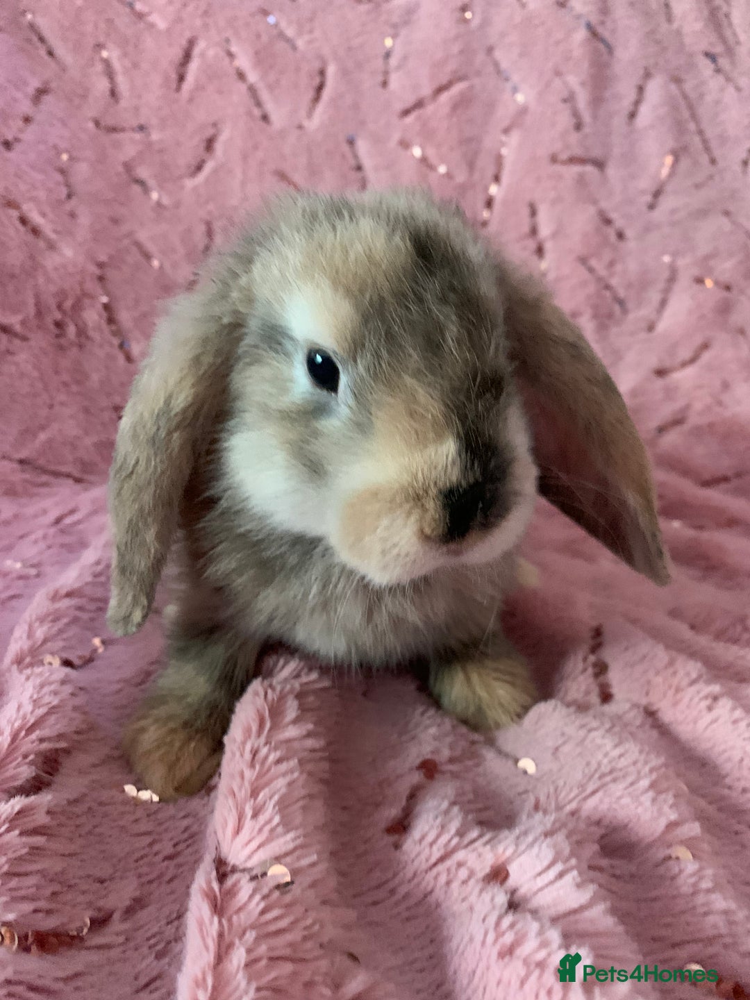 Mini Lop rabbits for sale: 5 beautiful mini lop bunnies for sale - Image 2