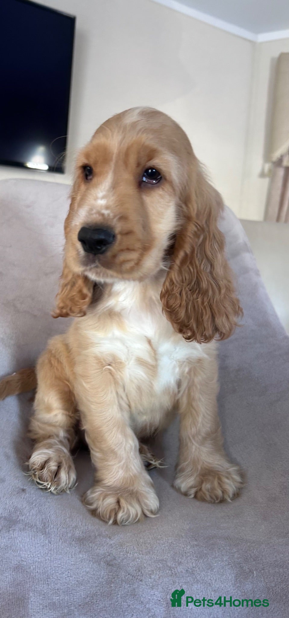 Cocker Spaniel dogs Kc reg health tested show cocker spaniels  - Advert 1