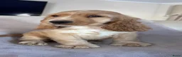 Cocker Spaniel dogs for sale: Kc reg health tested show cocker spaniels  - Advert 1