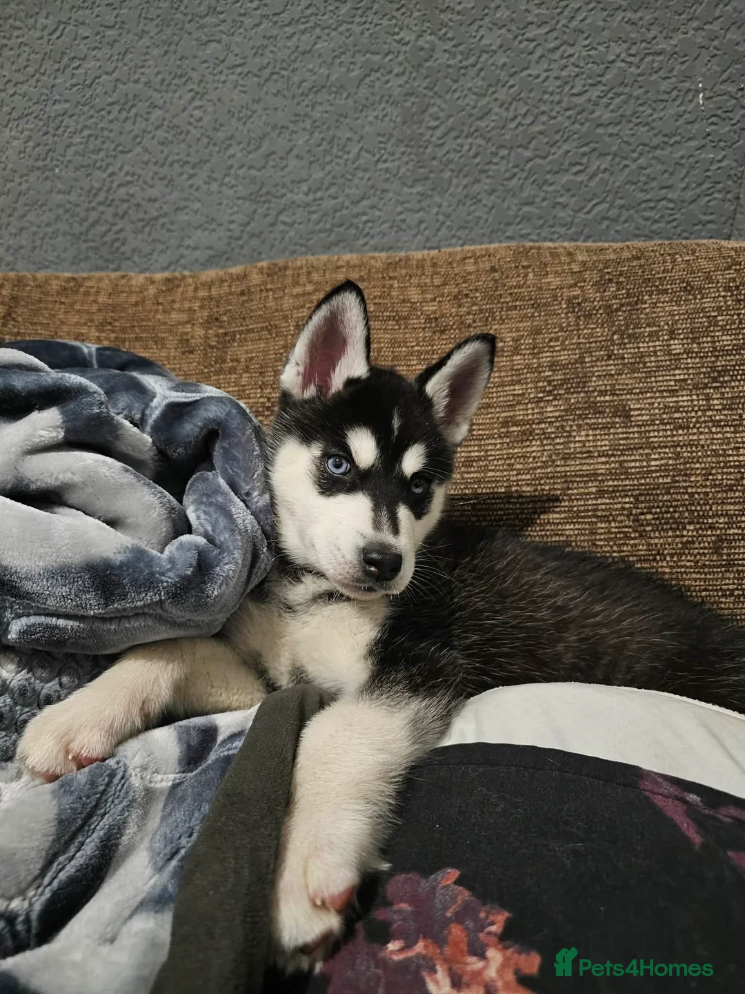 Siberian Husky dogs for sale: Stunning Husky puppies  - Advert 4