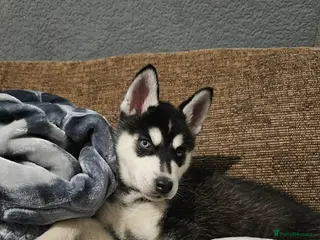 Siberian Husky dogs Stunning Husky puppies - Advert 10