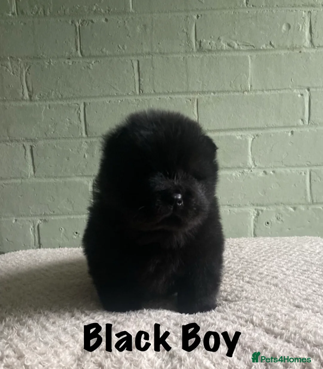 Chow Chow dogs for sale: 🌟QUALITY CHOW CHOW PUPPIES–CHAMPION BLOODLINES🌟 - Advert 5