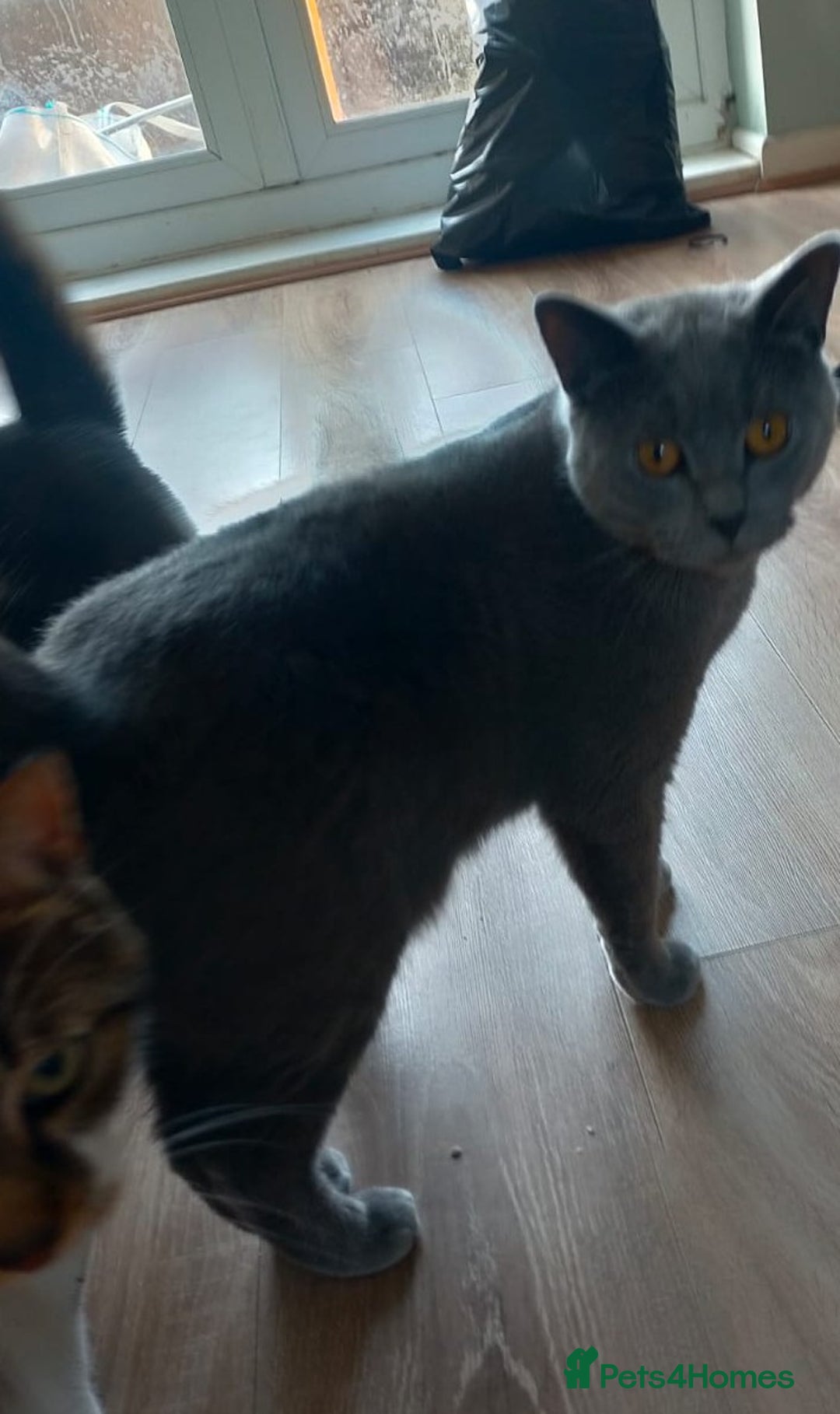 British Shorthair cats for sale: Blue British shorthair kitten male. - Image 4