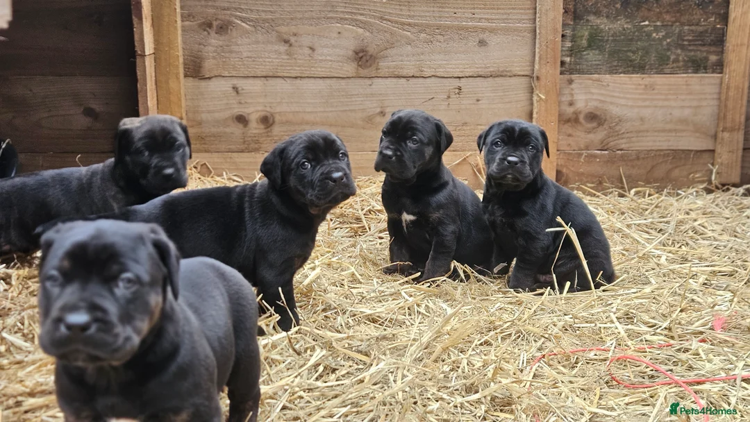 Mixed Breed dogs for sale: CaneWeiler Pupps - Advert 25