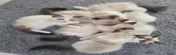 Ragdoll cats for sale: GCCF 3 Girls – Ready for Their Forever Homes - Advert 5