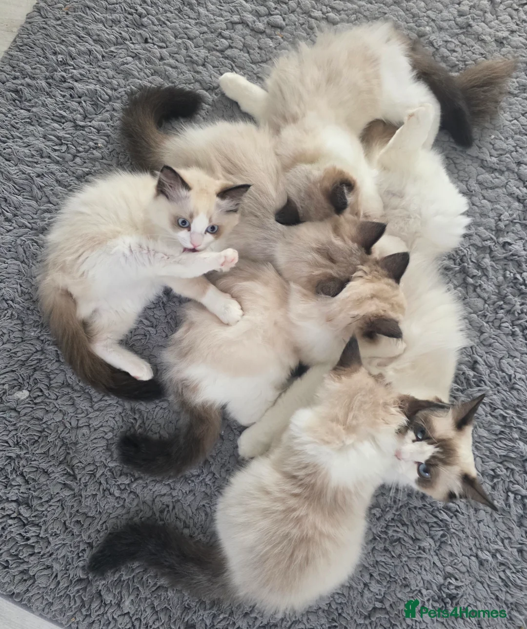 Ragdoll cats for sale: GCCF 3 Girls – Ready for Their Forever Homes - Advert 5