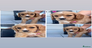 Mixed Breed dogs - Advert 6