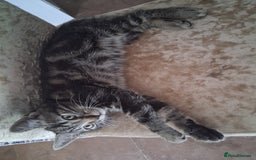 Domestic Shorthair cats for sale: 1x Friendly and playful Kitten - Image 2