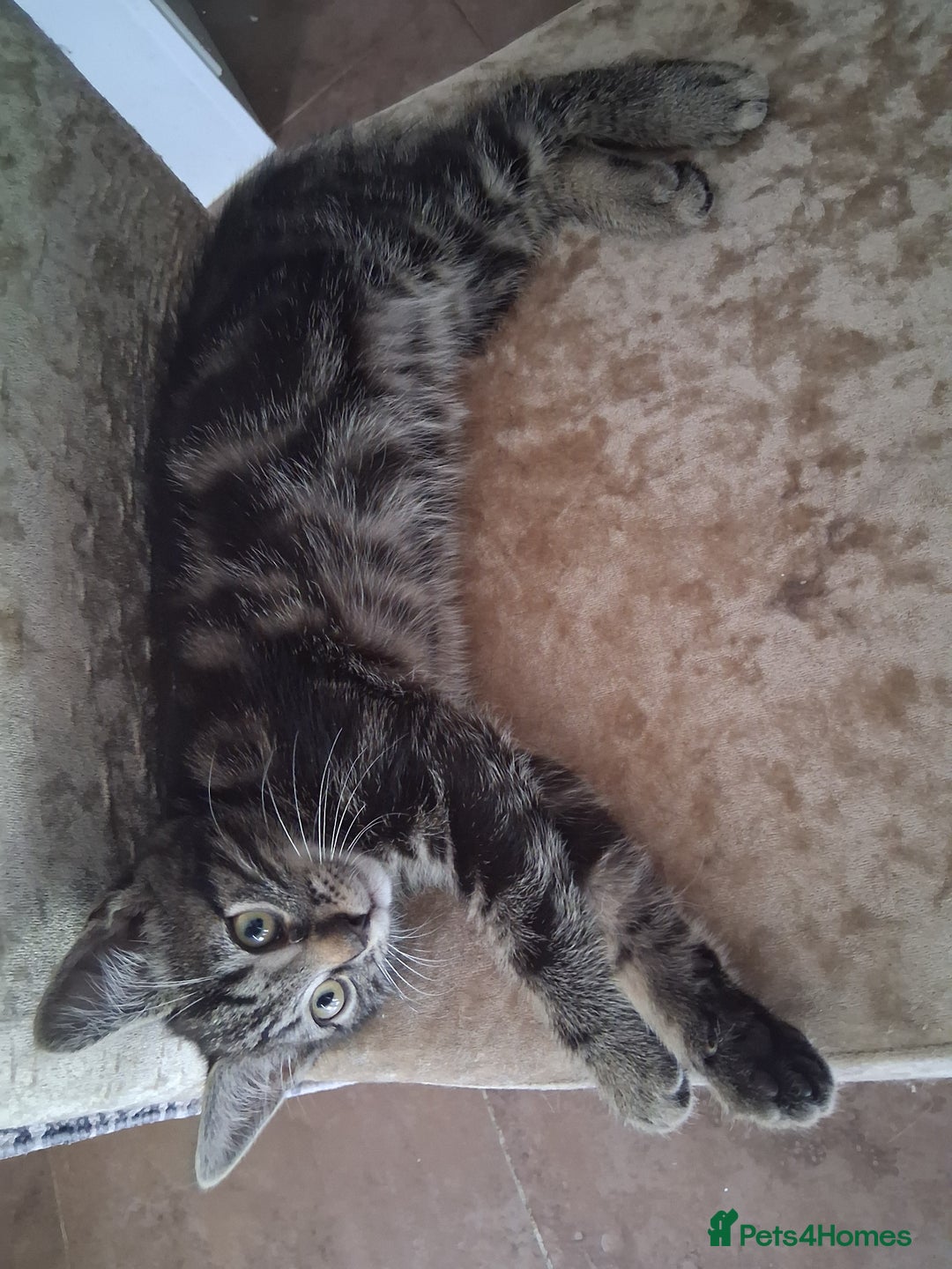 Domestic Shorthair cats for sale: 1x Friendly and playful Kitten - Image 2