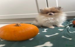 Pomeranian dogs for sale: Fluffy Pomeranian puppies - Image 17