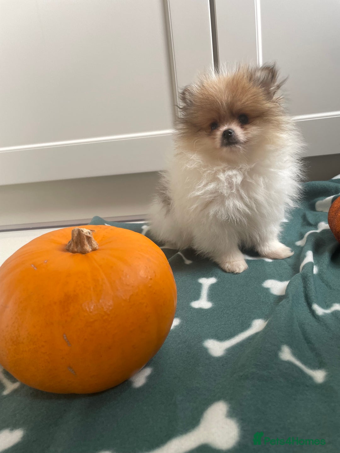 Pomeranian dogs for sale: Fluffy Pomeranian puppies - Image 17