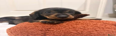 Wombat