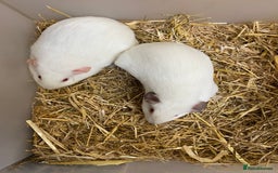 Guinea Pig rodents for sale: 2 Baby Female Guinea Pigs  - Image 4