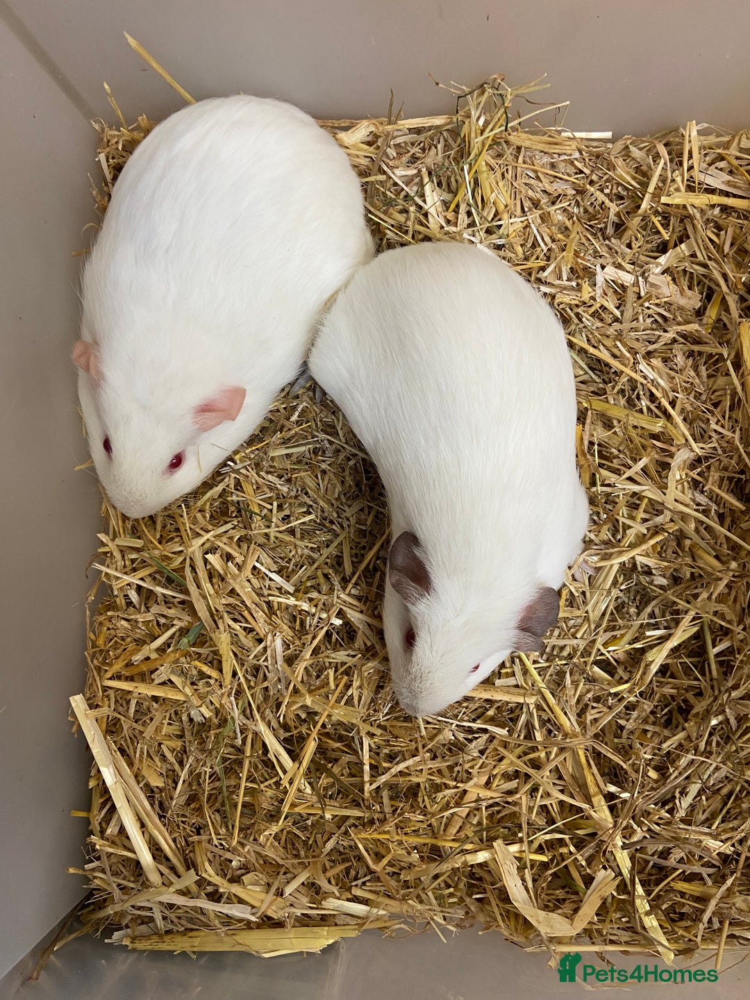 Guinea Pig rodents for sale: 2 Baby Female Guinea Pigs  - Image 4
