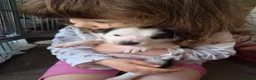 Mixed Breed dogs for sale: Beardie border x puppies - Advert 34